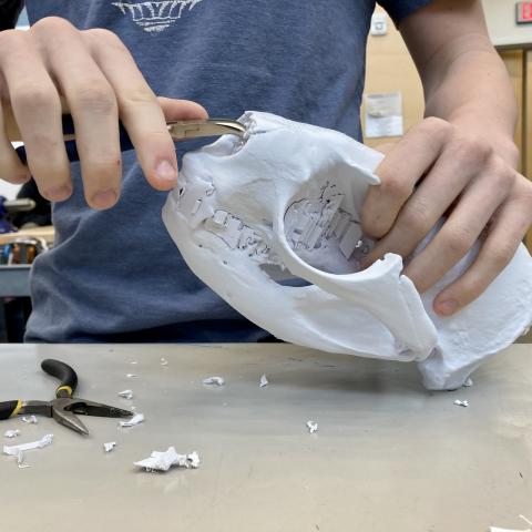 student using tools to examine a skull